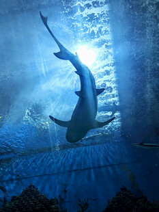 深海中遨游的神秘鲨鱼