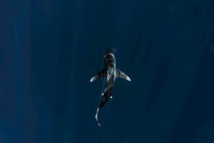 深海中游弋的鲨鱼