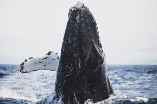 鲸鱼跃出海面壮观瞬间