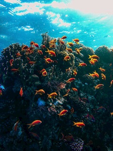 海底绚烂珊瑚与多彩小鱼