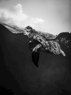深海中游弋的孤独海龟