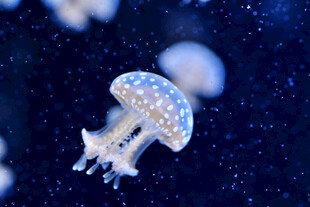 梦幻水母在深海中游动
