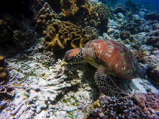 海底的多彩伪装鱼类