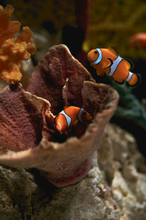 小丑鱼藏身珊瑚礁中