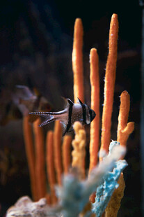 海底珊瑚丛中的小鱼