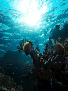 海底珊瑚与游动的多彩鱼儿