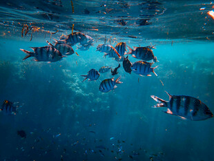 海底群鱼共游美景