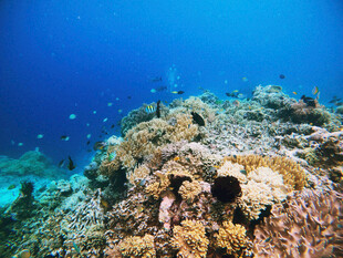 海底绚丽多彩的珊瑚景观