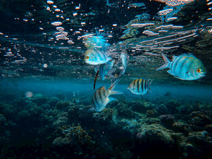 海底畅游的多彩热带鱼