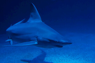 深海中的孤独鲨鱼