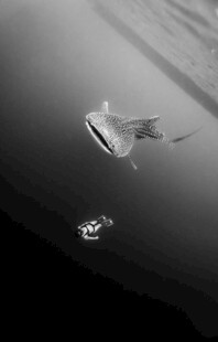 水中漂浮物与小物件