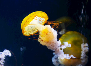 梦幻水母在水中优雅游动