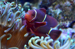 小丑鱼藏身于海葵中