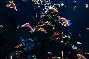 海底多彩鱼群与珊瑚景观