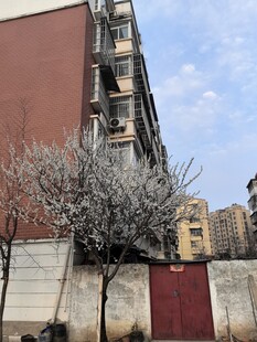 墙边绽放的繁花