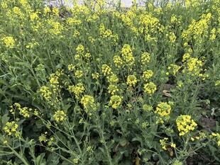 金黄油菜花田