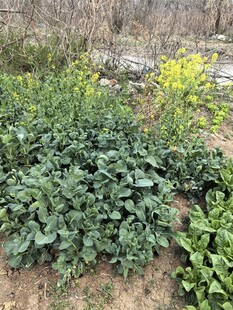 菜园中的多样绿色蔬菜