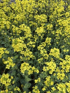 金黄灿烂的油菜花田