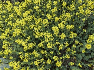 金黄灿烂的油菜花田