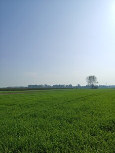 小麦