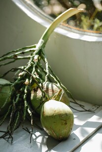 新鲜蔬菜与根茎作物展示