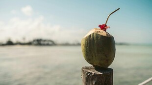 海边木桩上的青椰子