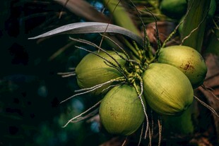 青椰子挂在树上