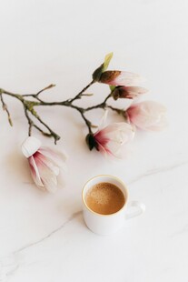 玉兰花旁的醇香咖啡