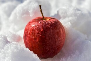 雪上红苹果清新又诱人