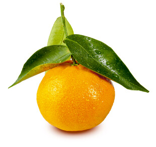 新鲜带叶橙子特写