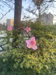 粉色桃花