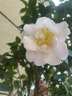 粉色山茶花