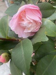 粉色山茶花
