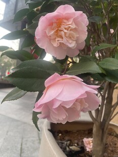 粉色山茶花