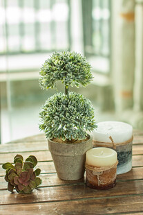 室内绿植小景 清新雅致
