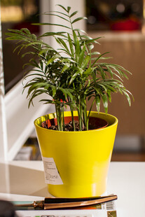 黄色花盆中的翠绿植物