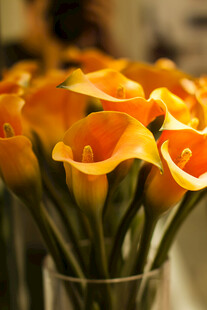 橙色马蹄莲插于玻璃花瓶