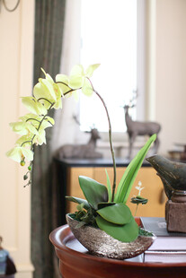 桌上绿植兰花摆件装饰