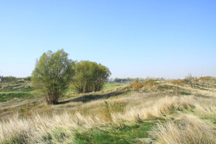 广袤原野上的葱郁树木