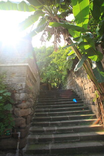 阳光洒落的石阶绿植景致