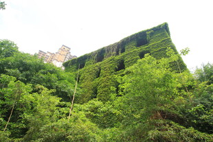被绿植覆盖的废弃建筑