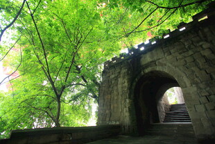 绿树掩映下的古老石拱门