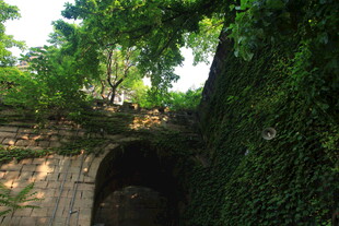 藤蔓覆盖的古老拱形建筑