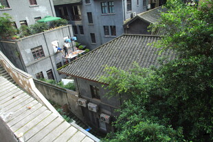 老旧居民区的绿植景象