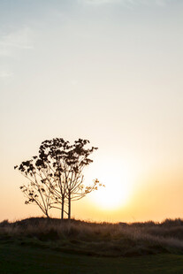 夕阳下的孤树
