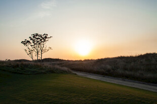 日落时分的旷野树木美景