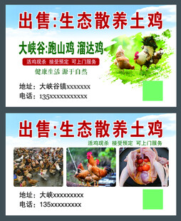 出售生态散养土鸡