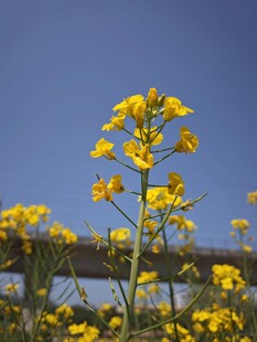蓝天映衬下的灿烂油菜花