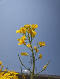 一枝绽放的黄色油菜花