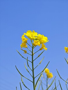 蓝天映衬下的黄色油菜花